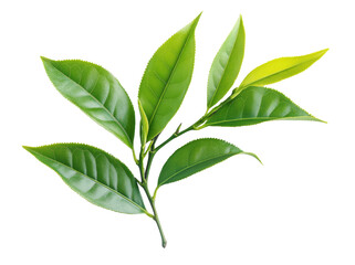 Fototapeta premium High-Quality PNG Green tea leaf Isolated on White Background – High Resolution