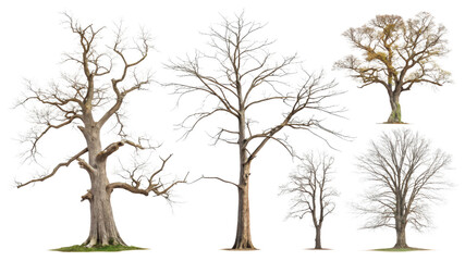 Obraz premium Varied Tree Illustrations for Creative Projects