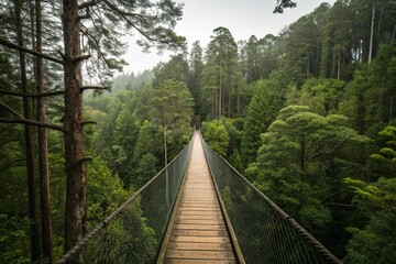 Narrow boardwalk suspended high above forest floor, mysterious atmosphere, forest suspension bridge