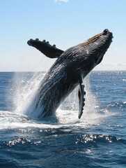 Naklejka premium Magnificent Humpback Whale Breaching Skyward in Ocean Waters