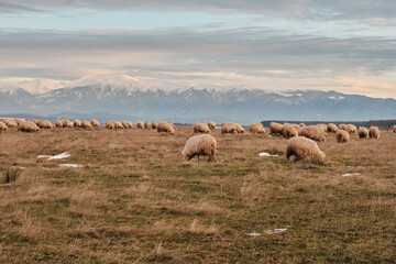 Obraz premium Peaceful flock of sheep grazing in a serene landscape. Snow-capped mountains form a stunning backdrop under a soft, pastel sky. Ideal for nature, travel, and agriculture themes. 