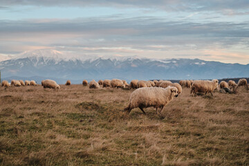 Obraz premium Flock of sheep grazing peacefully in a vast field, with a majestic snow-capped mountain range in the background. Serene landscape photography. Sibiu, Romania
