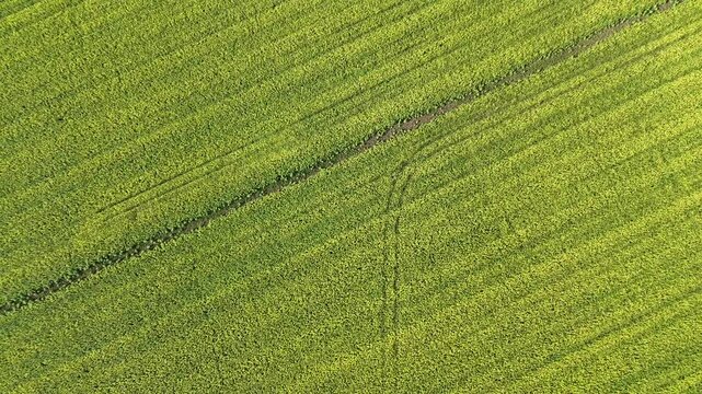 Feld mit Ackersenf