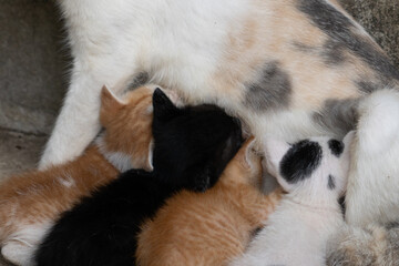 Obraz premium A group of newborn kittens drinking milk from a stray mother cat. which have different colors After drinking the milk they fell asleep.