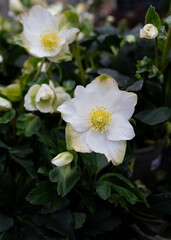Christmas roses in the garden