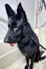 black large german shepherd dog sits in beige grooming tub with tongue hanging out after grooming....