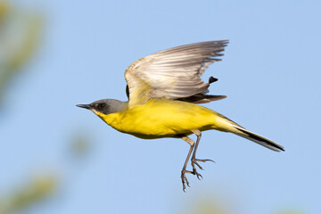 blue-headed wagtail