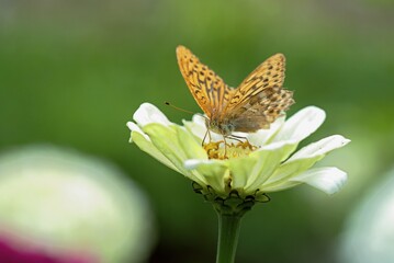 Orange butterfly sitting on a white zinnia flower in the garden