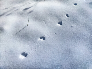 Tracks in fresh snow reveal signs of wildlife activity in a tranquil winter landscape