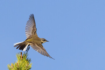 Obraz premium blue-headed wagtail