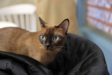 cat on the table