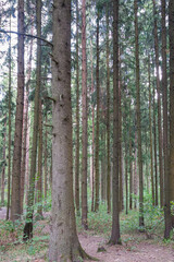 Obraz premium View of pine trees in the forest