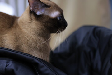 cat