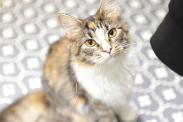 portrait of a cat