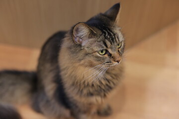 portrait of a cat
