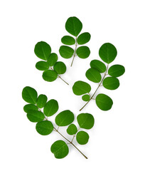Fototapeta premium branch of green moringa leaves,tropical herbs isolated on transparen png.