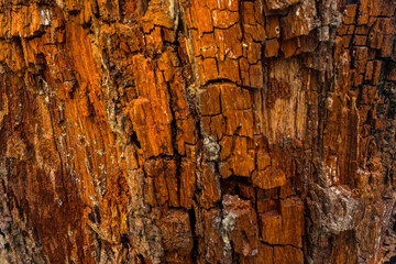 The texture of a wooden tree trunk is suitable as a background