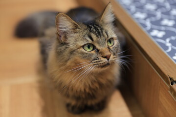 cat on the table
