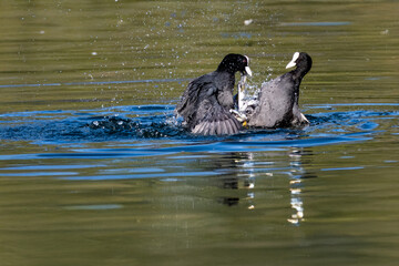 Due folaghe (Fulica atra) combattono furiosamente nell'acqua dello stagno durante la stagione degli amori.