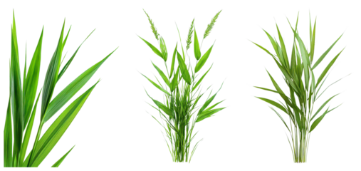 Lush green plants with elongated leaves arranged in different orientations, showcasing vibrant foliage and natural textures.