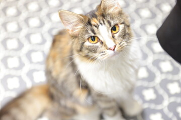 portrait of a cat