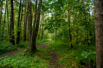 Fototapeta premium Summer background with a summer path between trees. Earthen road for hiking in the forest.