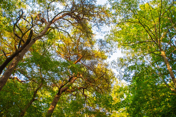 Fototapeta premium Bright pine trees against the blue sky. Background with tall trees on a sunny summer day.