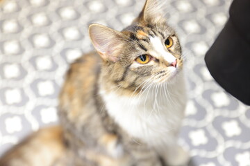 portrait of a cat