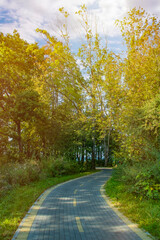 Obraz premium Asphalt bike path in the countryside between the trees. Place for cycling in the forest. Equipped place for sports. Turn in the asphalt road.