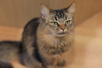 close up of a cat