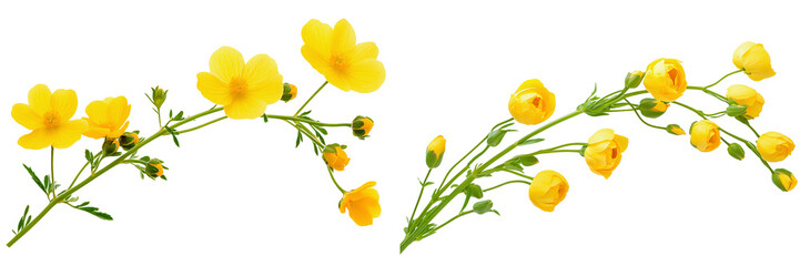 Fototapeta premium Set of a long stem of yellow flowers with buds, isolated on a transparent background.