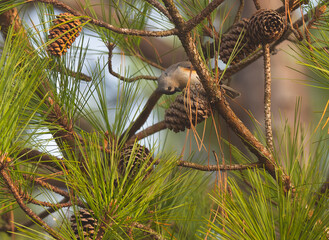 Tufted titmouse probing a pinecone for pine nuts