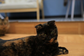 black cat on the table