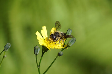 Leafcutter bee (Megachile), family mason bees (Megachilidae) on the yellow flower of common nipplewort (Lapsana communis). Dutch garden. June	