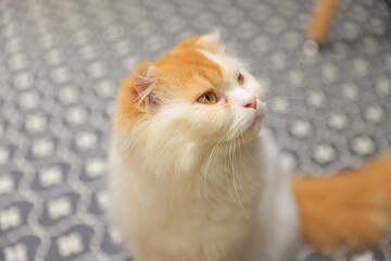 cat on the table