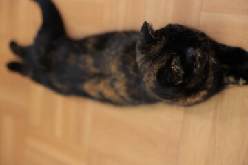 cat on the table