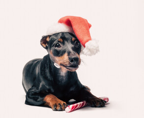 young miniature pinscher puppy in a red Christmas hat with a candy cane