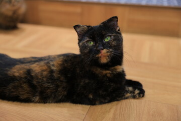 black and white cat