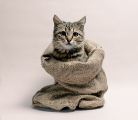 gray kitten with green eyes in a bag on a light background