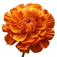 Realistic marigold flowers in bold orange hues with intricate petal details isolated on a transparent background, created with generative AI