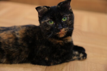 black and white cat
