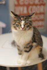 cat