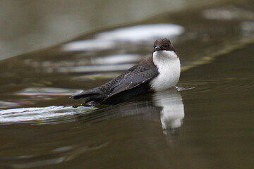 A small dark brown bird stands in the water. The white-throated dipper (Cinclus cinclus), also known as the European dipper or just dipper, is an aquatic passerine bird 
