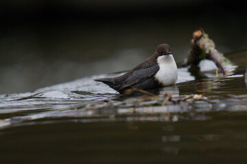A small dark brown bird stands in the water. The white-throated dipper (Cinclus cinclus), also known as the European dipper or just dipper, is an aquatic passerine bird 