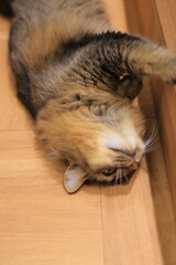 Obraz premium cat sleeping on the floor