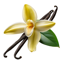 Realistic vanilla flowers, pods, and lush green leaves beautifully isolated on a transparent background, created with generative AI