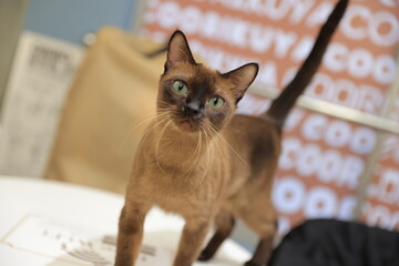 cat