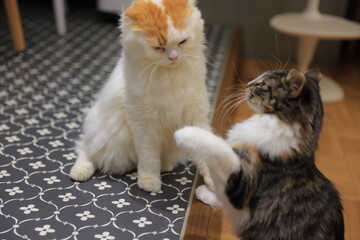cat