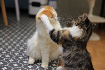 cat