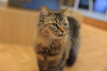 close up of a cat